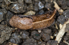 Tandonia rustica