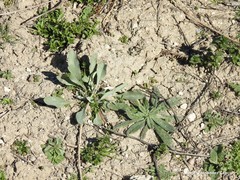 Cynoglossum cheirifolium