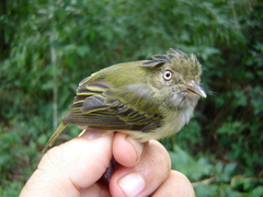 Lophotriccus eulophotes