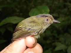 Lophotriccus eulophotes