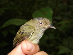 Lophotriccus eulophotes