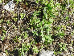 Helianthemum ledifolium
