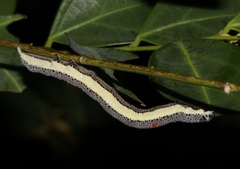 Poaphilini