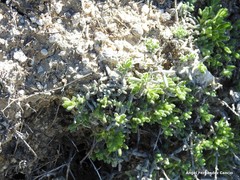 Teucrium gnaphalodes