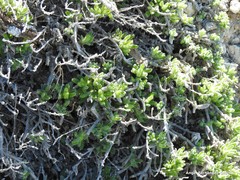 Teucrium gnaphalodes