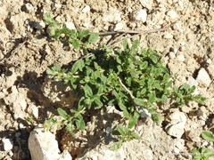 Helianthemum ledifolium