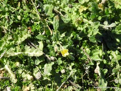 Helianthemum ledifolium
