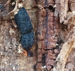 Lacon punctatus