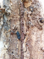 Lacon punctatus