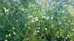 Bunias erucago