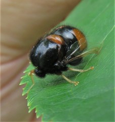 Pterodontia flavipes
