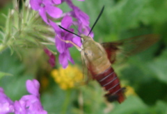 Hemaris thysbe