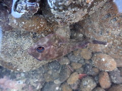 Diplocrepis puniceus