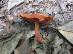 Cortinarius marylandensis