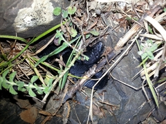 Natrix helvetica sicula