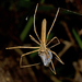 Rufous Net-casting Spider - Photo (c) tjeales, some rights reserved (CC BY-SA), uploaded by tjeales