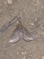 Phyprosopus callitrichoides