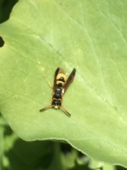 Ancistrocerus lineativentris