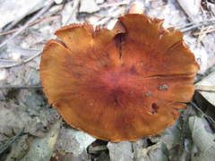Cortinarius marylandensis