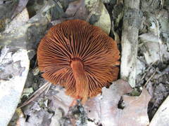 Cortinarius marylandensis