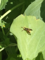 Ancistrocerus lineativentris