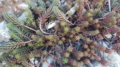 Petrosedum ochroleucum