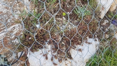 Petrosedum ochroleucum