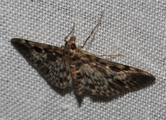 Rhimphaliodes macrostigma