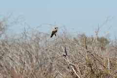 Eurocephalus anguitimens