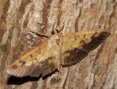 Syllepte sellalis