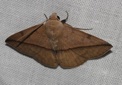 Ugia purpurea