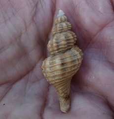 Barbarofusus kobelti