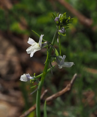 Linaria chalepensis