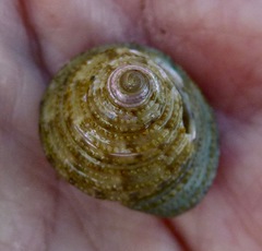 Calliostoma gemmulatum