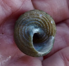 Calliostoma gemmulatum