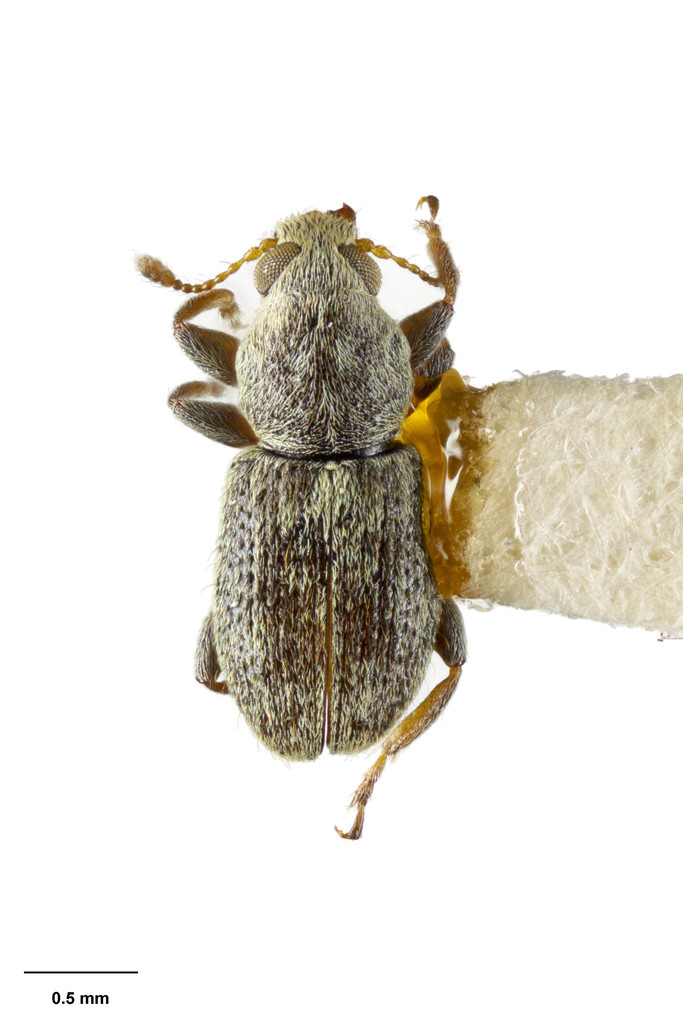 Lichenobius maritimus