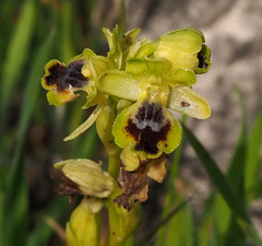 Ophrys lutea galilaea