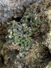 Codium edule