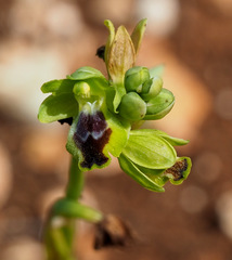 Ophrys lutea galilaea