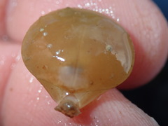Laqueus californicus