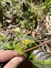 Pinzona coriacea