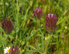 Trifolium dasyurum
