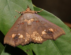 Lopharthrum comprimens