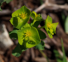 Euphorbia reuteriana