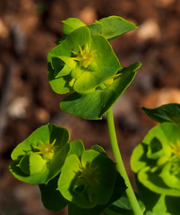 Euphorbia reuteriana