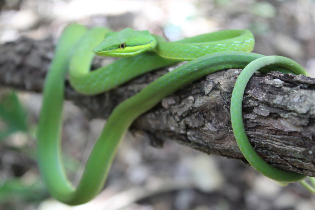 Green Vine Snake (Oxybelis fulgidus) - Snakes and Lizards