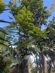 Dacryodes excelsa