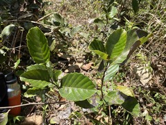 Pinzona coriacea