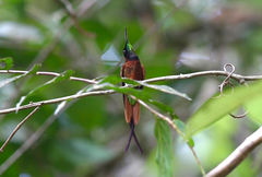 Topaza pella