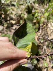 Pinzona coriacea
